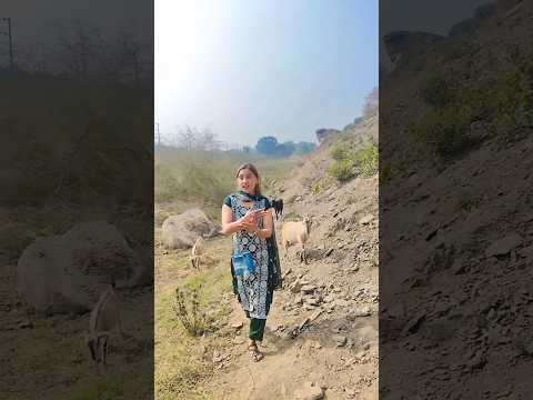 #jangal me ser bago me mor#🥰🥰🥰 shorts video