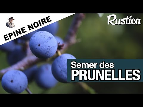 Semer un prunellier