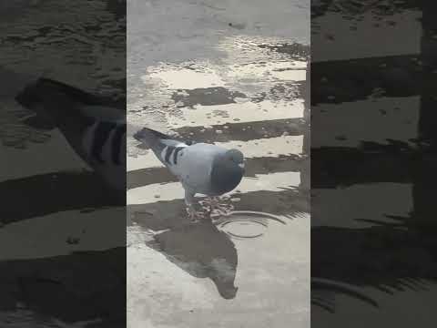 Tatlong inakay na magkakapatid. Sila yung laging tuldok kapag romoronda #pigeon #pigeonsquad #birds
