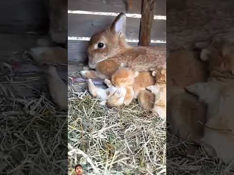 #petrabbit #animals #houserabbit #cute #cuteanimal #rabbiteating short vedio