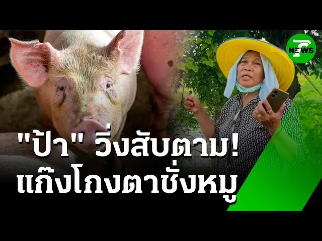 "ป้า" วิ่งสับไล่ตาม "แก๊งโกงตาชั่ง" ฉกหมู 9 ตัว | 9 ก.ค. 68 | ข่าวเช้าหัวเขียว