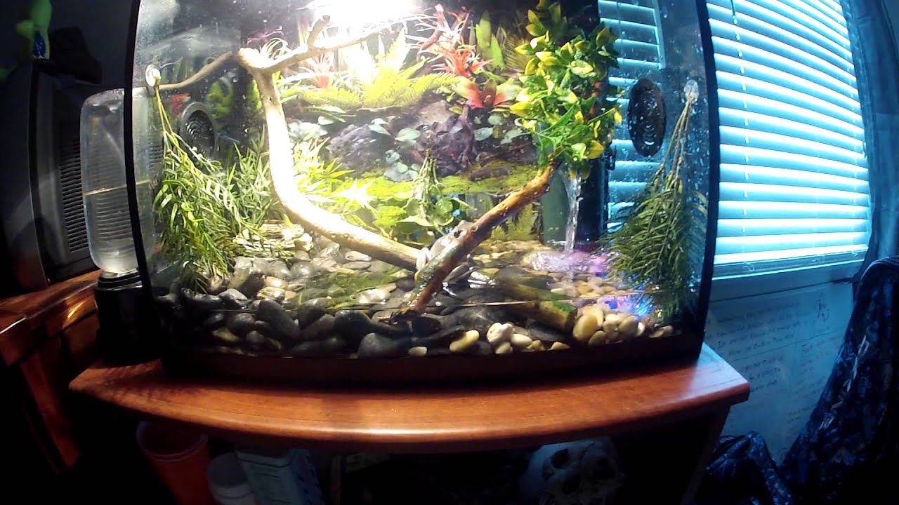 TREE FROG VIVARIUM - YouTube