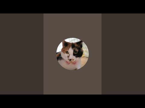 2025.7.27 朝の猫部屋