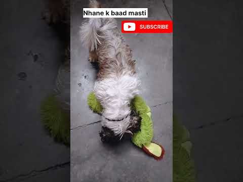 simba ka kiska dar hai. #viral #ekmotahathighumechala #pets #cute #love