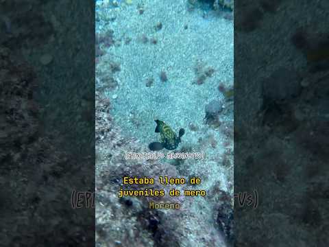 Los animales que se pueden ver buceando! #snorkeling #animales #mar #buceo #viralvideo