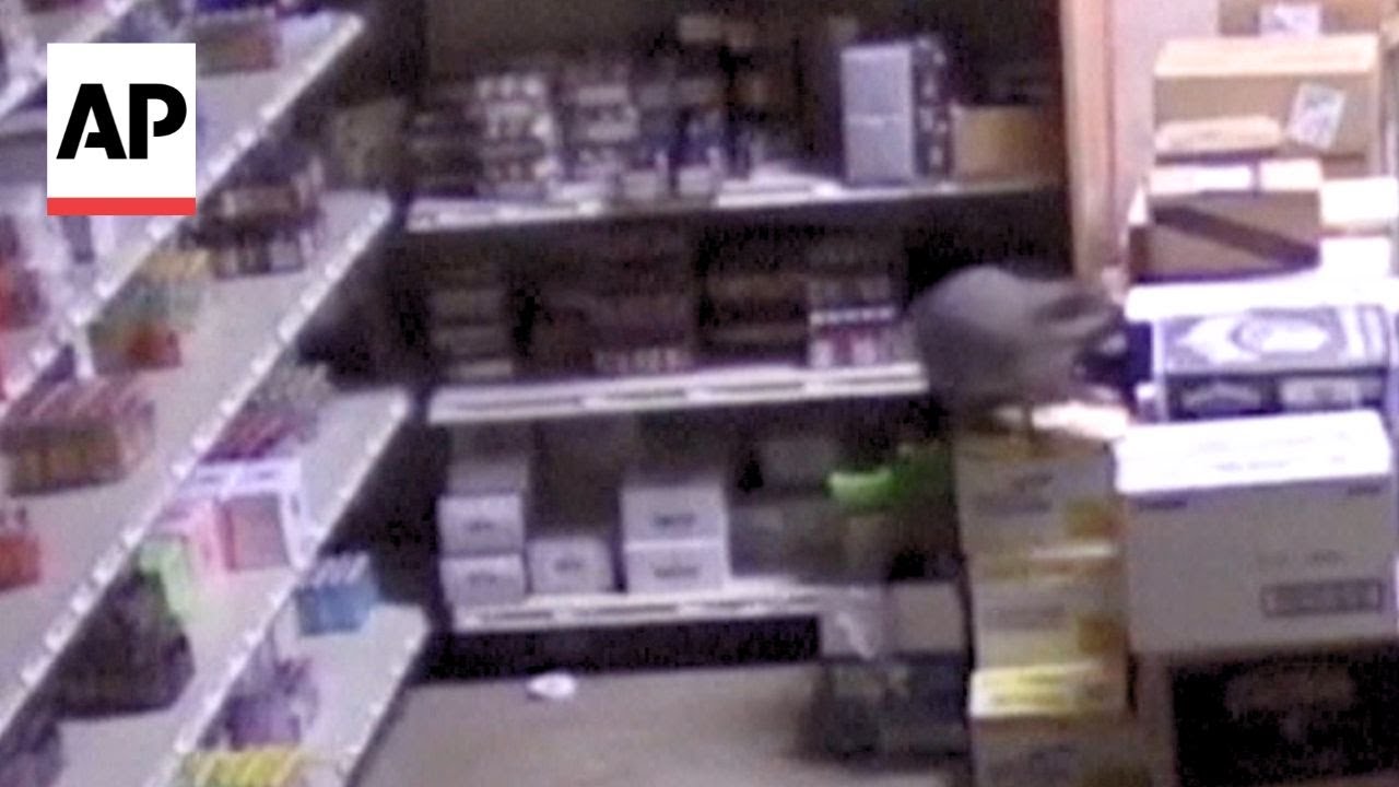 Security video shows raccoon going on drunken rampage in liquor store