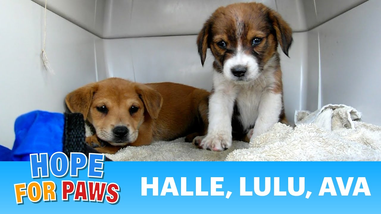 Dog Rescue In South Los Angeles A Cute Terrier 2 Pups YouTube