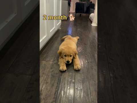one month 🐶 to one year golden retriever transformation #feed #transformation #lovesong #lovestatus