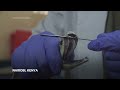 Scientists race to create antivenom as lives in rural Kenya devastated by snake bites  - 02:08 min - News - Video
