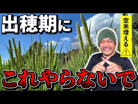 【収量を左右する】出穂後に注意すべきこと３選