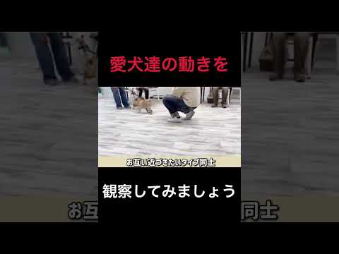 【犬 しつけ】ワンちゃん同士の挨拶の基本②犬のしつけエマ犬アカデミー【犬のしつけ＠横浜】 #子犬しつけ  #横浜しつけ教室