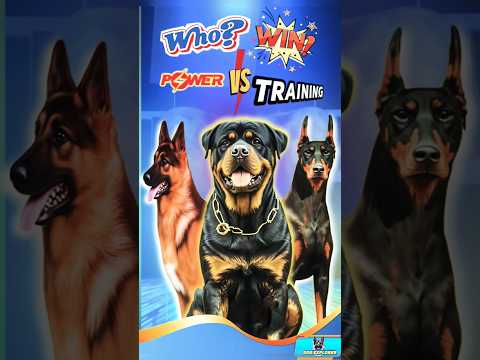 Toughest Dogs? Pitbull vs Doberman vs Rottweiler vs GSD🐶🔥||#shorts