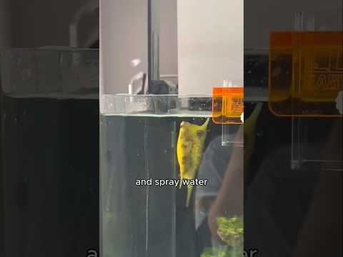FISH v Water Gun! 