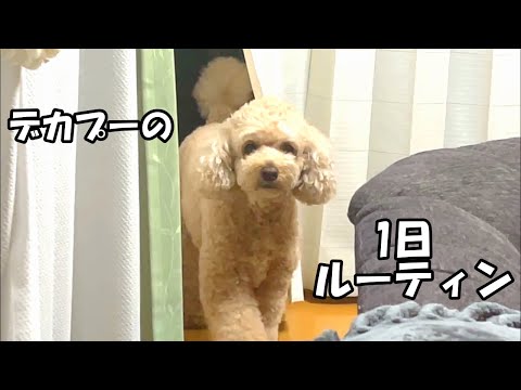 【1日ルーティン】大きいトイプードルが最近はまってること【デカプー】【トイプードルのロアくん】【toy poodle】