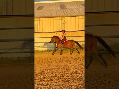 see i swear i smile when i ride sometimes #horse #equestrianriding #riding #pony #flat