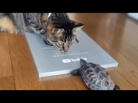 猫と亀の猛暑対策！暑い日はこうやって乗り切ろう【How to deal with the heatwaves for cats and turtles! 】