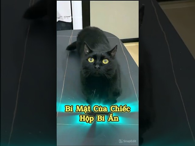 Bí Mật Của Chiếc Hộp Bí Ẩn🎁🐾 #thúcưng #vậtnuôi #chómèohàihước #funny #meohera
