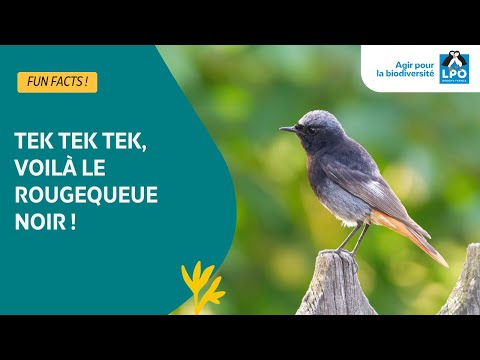 Tek tek tek, c'est le Rougequeue noir ! - #funfacts