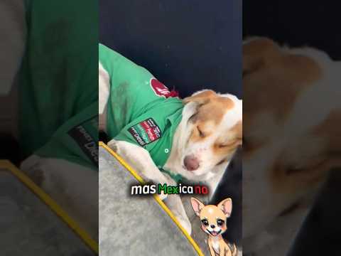 El trend mas MEXICANO que existe ojitos mentirosos 😤❤️#mexico #cdmx #ojitosmentirosos #vivamexico