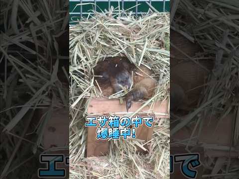 エサ箱に入るボバクマーモットのかわいい様子を動画で楽しもう サムネイル
