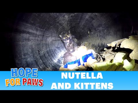 Hope For Paws - Epic CAT rescue down a 60ft. long pipe! Please share.
