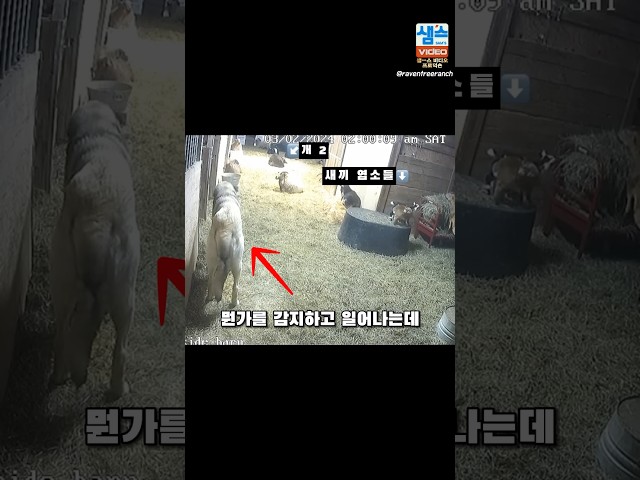 농장에서 개를 키우는 이유