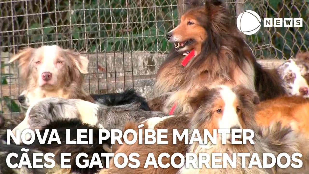 Nova lei proíbe manter cachorros e gatos acorrentados