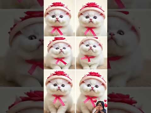 Grace in every whisker #CatShorts #CatVideo #CatLoversCommunity #shorts_video #catscatscats #cute