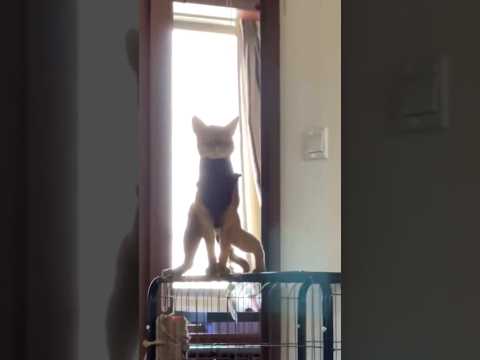 Bro, what kind of stance is that?!😭 #cat #funnycats #catlife #memes