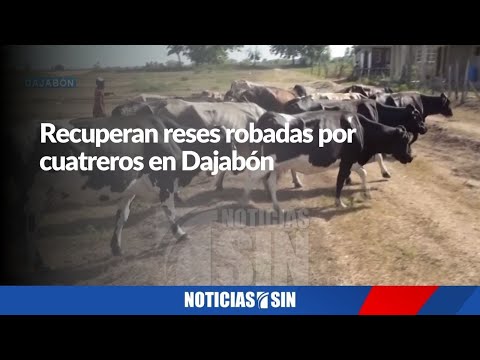 Recuperan reses robadas por cuatreros en Dajabón