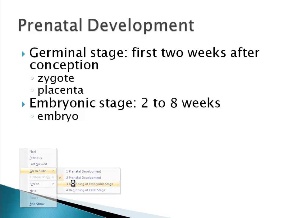 Psychology 101 Prenatal Development Youtube