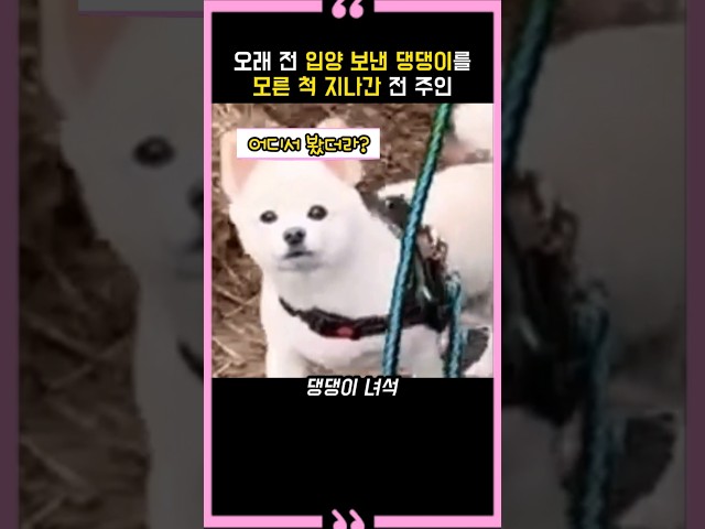 오래 전 입양 보낸 댕댕이를 모른 척 지나간 전 주인