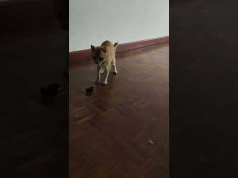 Tupai trying to catch a bird😯 #catlover #catvideos #shorts #catandbird