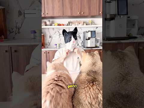 Este dueño finge ser un gato.#cat #pets #funny