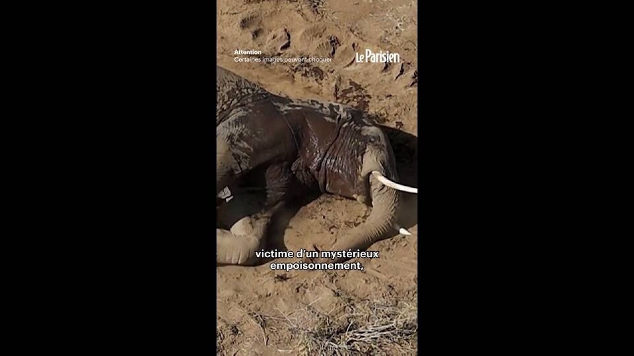 Kenya : 20 éléphants mystérieusement décimés