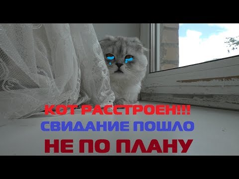 Картинки киеве на кота из из видео лепота тв, надписями