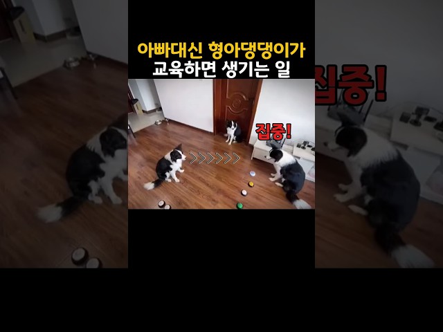 아빠 대신 형아 보더콜리가 동생들 교육하면 생기는 일