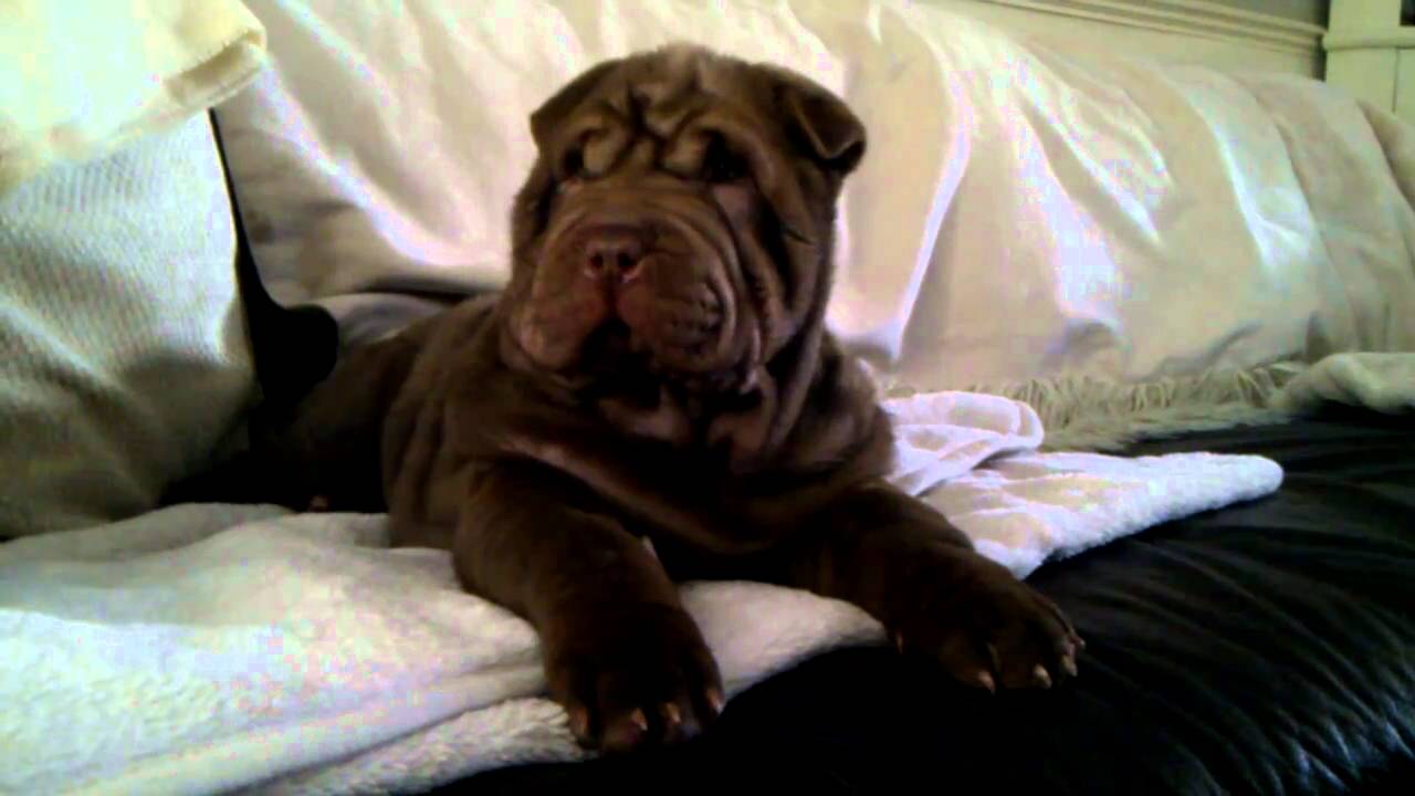 teddy coat shar pei