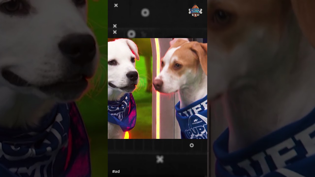 Meet Josh Howlin' | Puppy Bowl