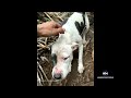 Hiker rescues dog from Hawaii mountain  - 02:13 min - News - Video