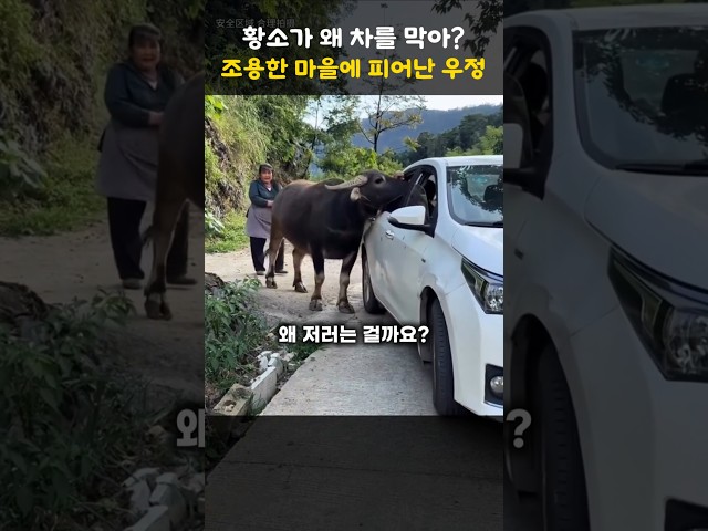 차를 막아선 황소, 조용한 마을에 피어난 우정 #쇼츠 #동물사랑 #힐링영상