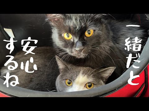 姉妹猫が一緒に病院に行くとビックリするほど仲良くなった 443話 まとめちゅーぶ