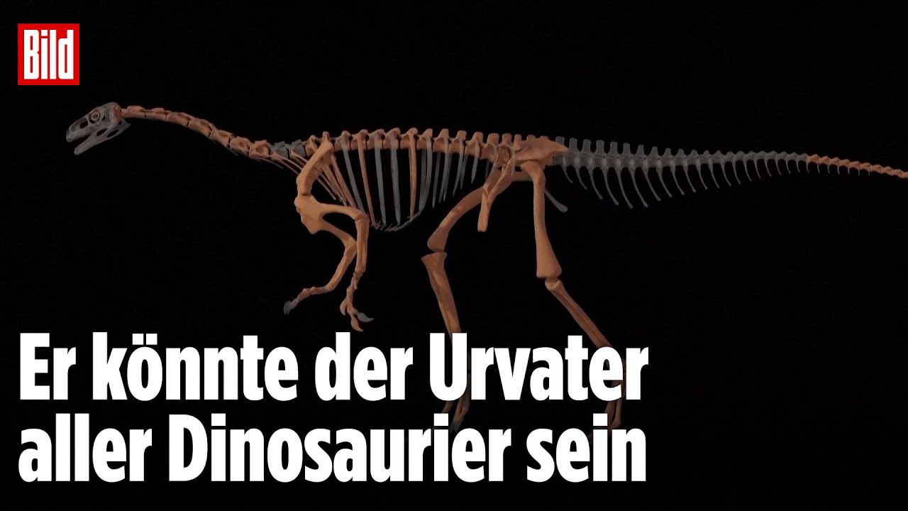 Argentinien: Paläontologen entdecken 230 Millionen Jahre altes Dino-Skelett