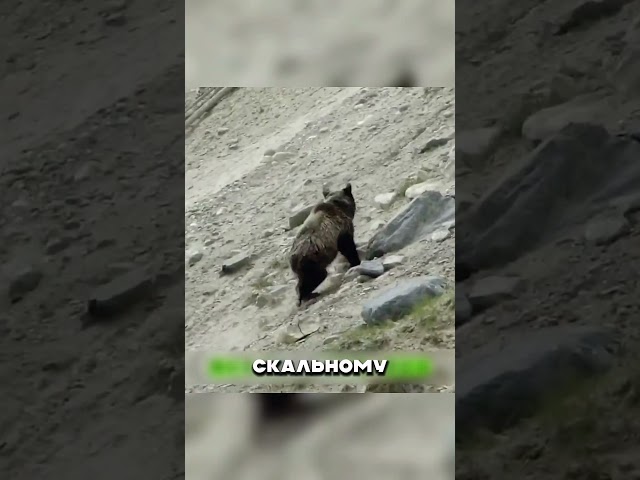 ДАГЕСТАНСКИЙ КОЗЁЛ охотится на Медведей 🐻😱