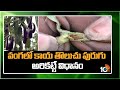 వంగలో కాయ తొలుచు పురుగు అరికట్టే విధానం | Prevention Of Ringworm In Brinjal Crop | Matti Manishi