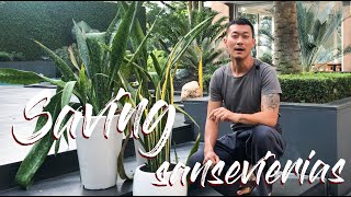 Saving sansevierias