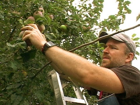 Volunteer groups from the Portland Fruit Tree Project harvest urban trees whose fruit would otherwise go to waste. Spot all the fruit trees in your neighborhood using Google Maps and add the fruit collection date to your calendar.