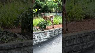 Another deer sighting in the Highlands (Louisville, KY).  Just chilling.