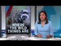 Monkey theft, leopard escape at Dallas Zoo raise questions about safety of animals  - 04:00 min - News - Video