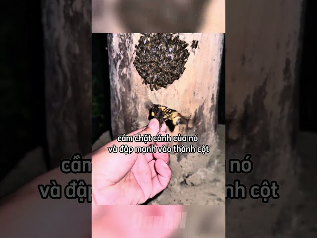 Anh chàng này thấy bầy ông làm tổ trước nhà mình và cái kết 😂